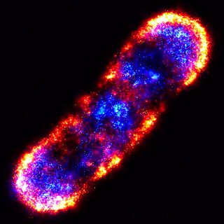 "Once we understand the biology of Escherichia coli, we will understand the biology of an elephant," said Jacques Monod, a French Nobel laureate. Here, a map of surface proteins helps researchers better understand protein organization and cell signaling.