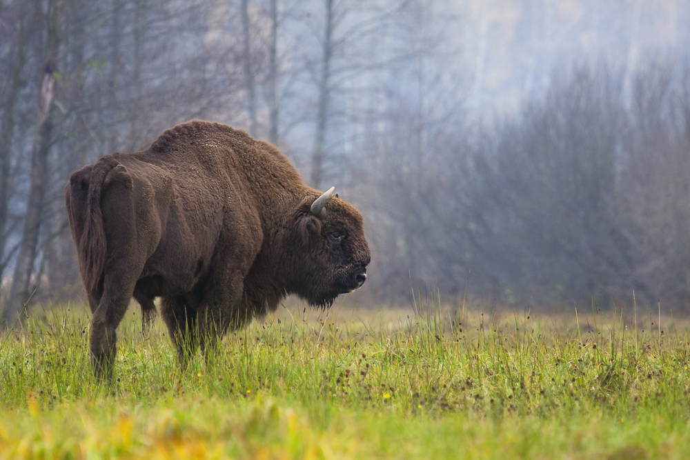 The modern European bison (also called wisent or Bison bonasus) from the Białowieża Forest in Poland.