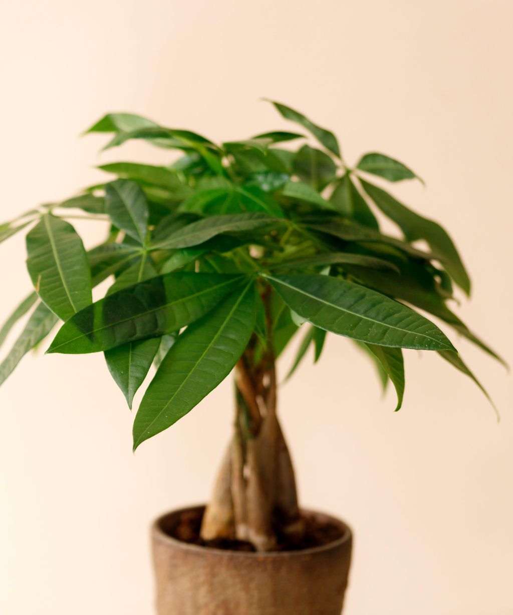 How to repot a money tree help it prosper without stress Homes & Gardens
