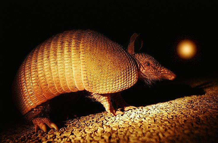 Leprosy Jumps from U.S. Armadillos to Humans | Live Science