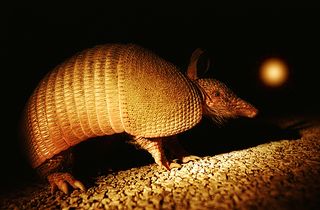 Armadillo at night