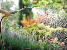 Gardener Watering Flowers With A Hose