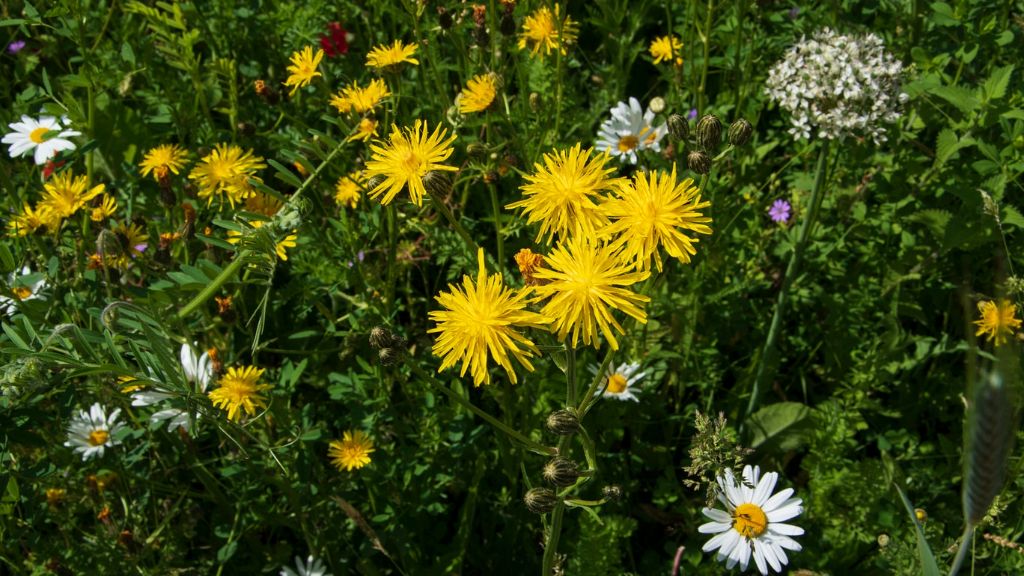 Dandelions growing in grass