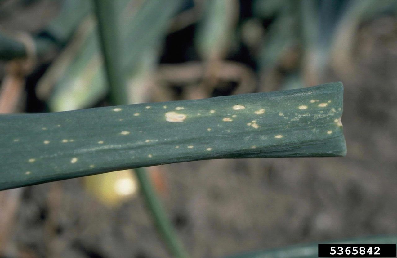 onion leaf blight