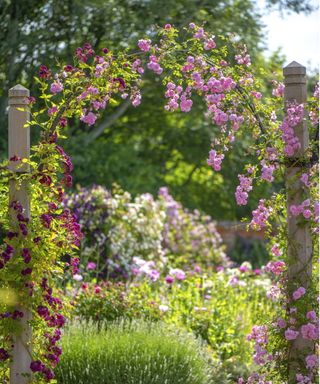 climbing rose arch