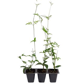 3 Jasmine Plants, Jasminum Polyanthum