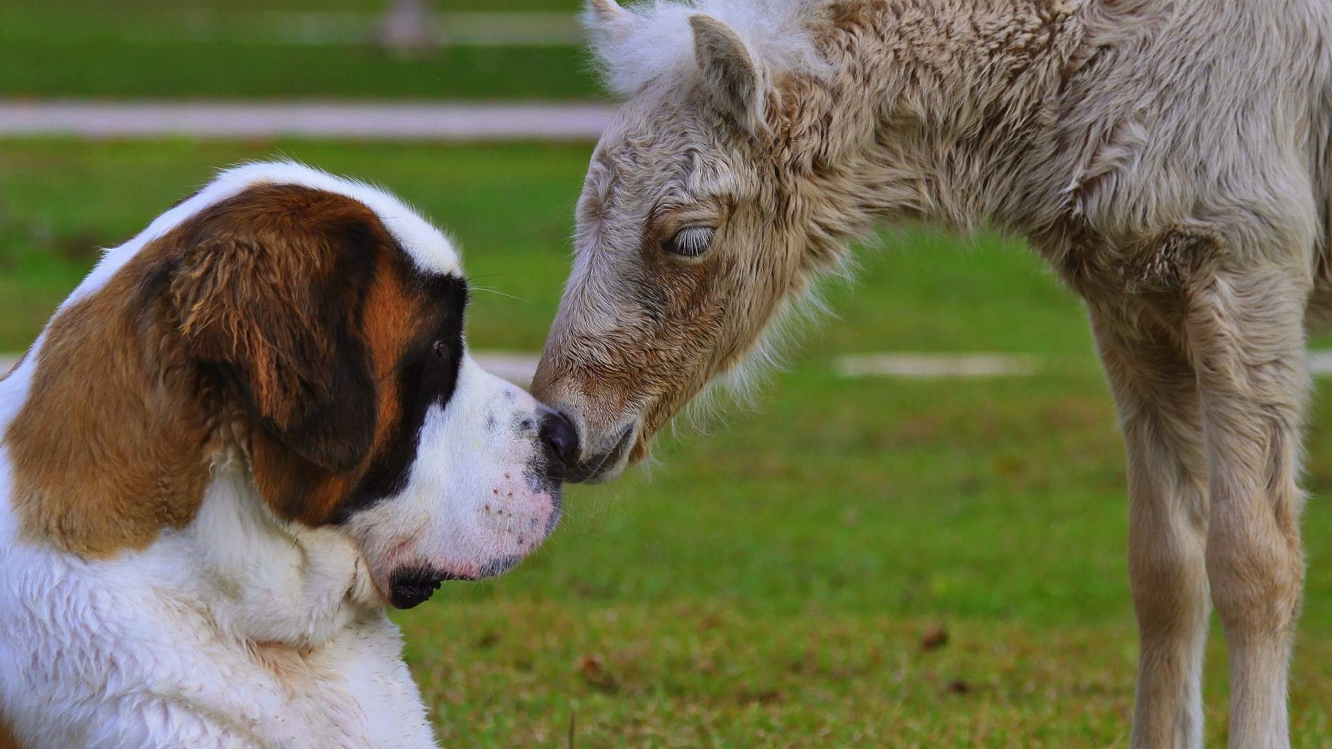 A foal presses their nose against a gentle Saint Bernard