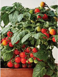 Veranda Red Hybrid Seeds, Burpee