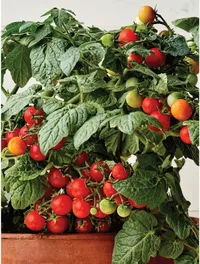 Veranda Red Hybrid Seeds, Burpee