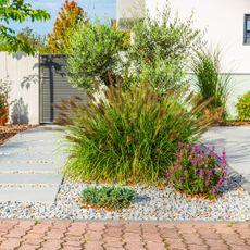 ornamental grasses growing in front yard