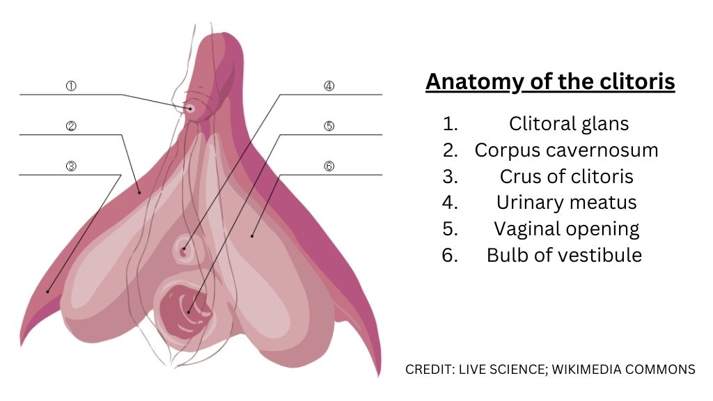 A picture showing the internal anatomy of the human vulva, focusing on the anatomy and location of the clitoris.