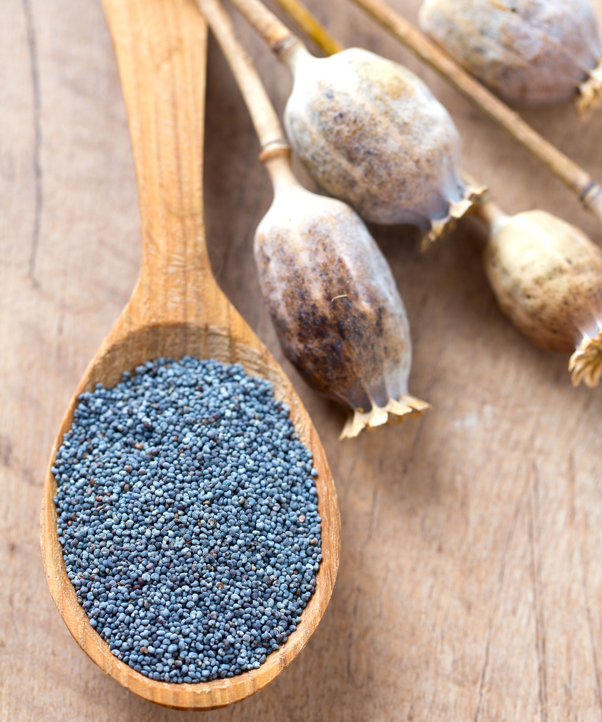 poppy seeds in wooden spoon next to poppy seed heads