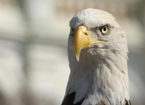 A bald eagle.