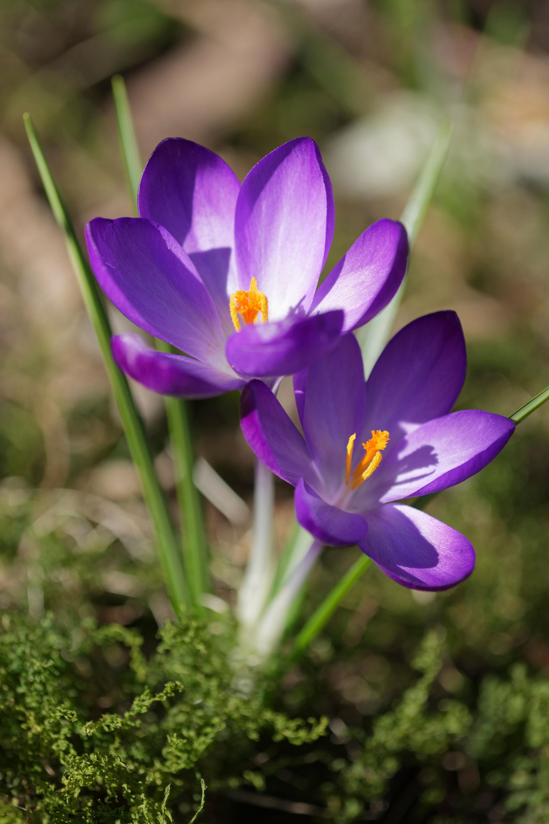 When and how to plant crocus bulbs for colourful spring displays ...