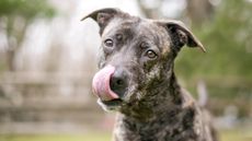 Hungry brindle dog licking lips: what food is harmful to dogs