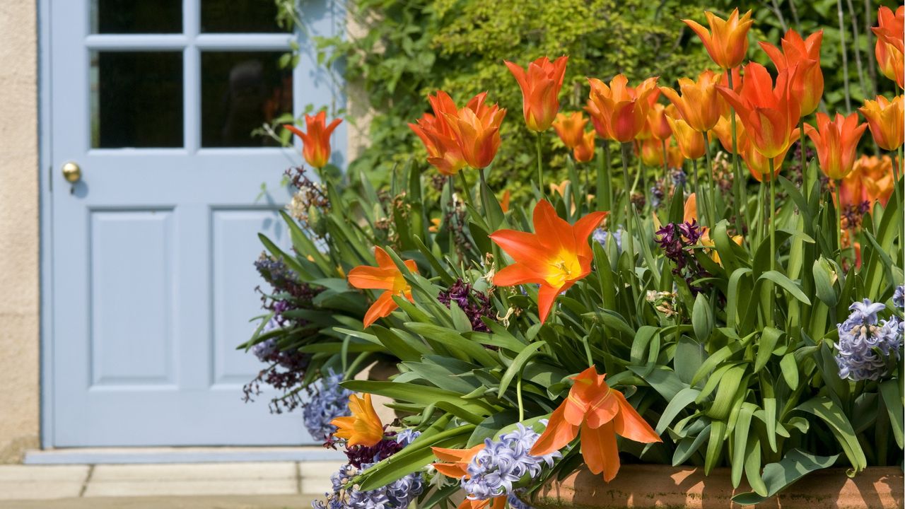 can you plant bulbs in January