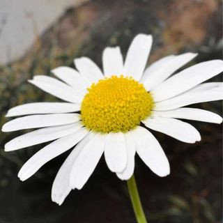 Shasta Daisy Flower Seeds