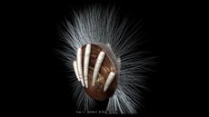 In this reconstruction of the Cambrian brachiopod Neobolus wulongqingensis, tubelike parasites cling to its shell.
