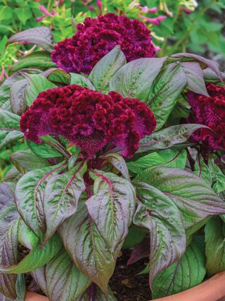 Celosia cristata with red blooms