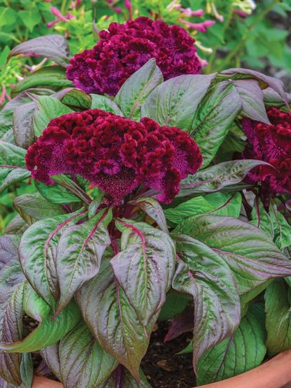 How to grow celosia and enjoy vibrant plumes of flowers | Homes and Gardens