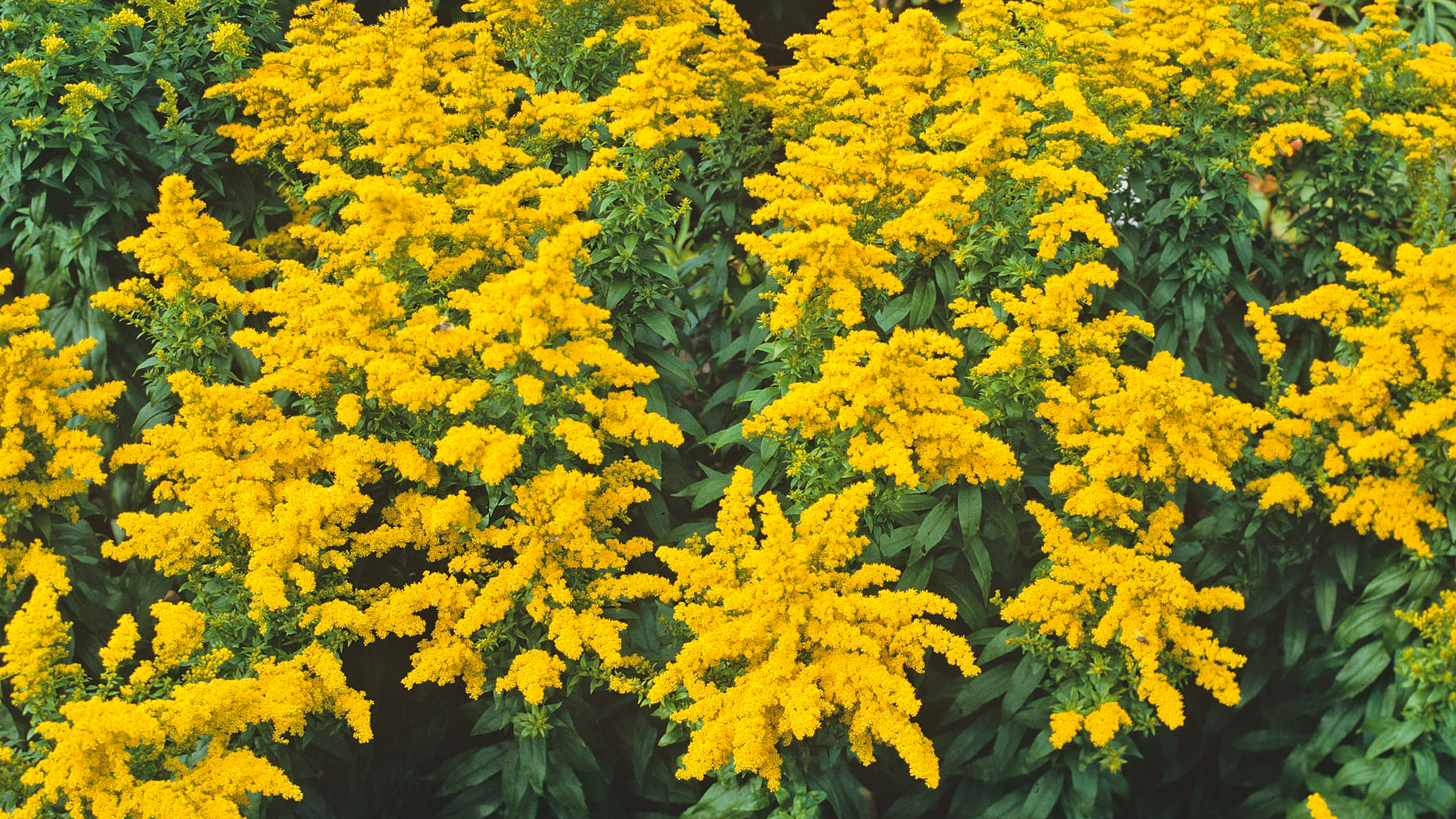 yellow Goldenrod bush in a garden