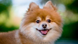 Pomeranian looking at camera with tongue sticking out.