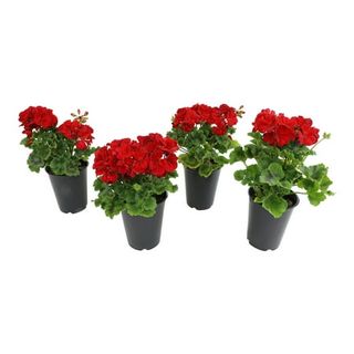 4pk 1qt Geranium Red