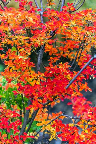 Enkianthus campanulatus