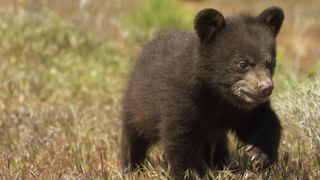 Stock photo of black bear cub walking on grass