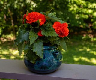 red begonia in pot in garden