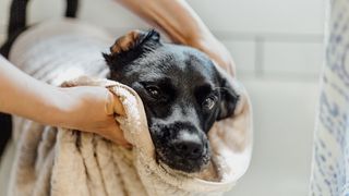 How often should I bathe my dog?