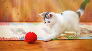 White and grey kitten chasing after a red ball of yarn