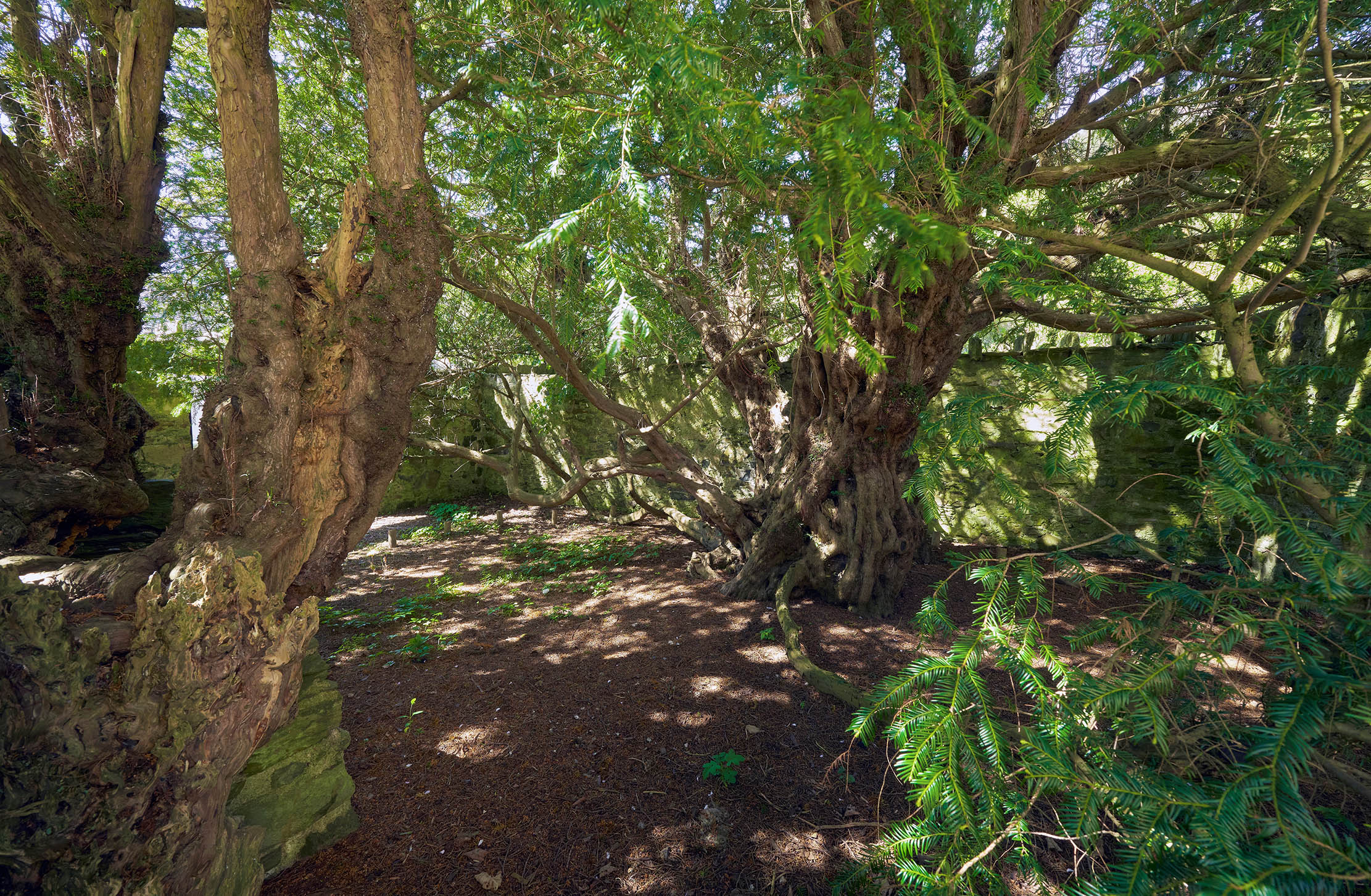 A closeup of the Fortingall Yew, one of the oldest trees in Britain and Europe.