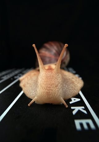 Snail image close up with Lomography Atoll Ultra-Wide 2.8/17 Art