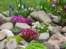 Small flowering plants bloom among rocks.