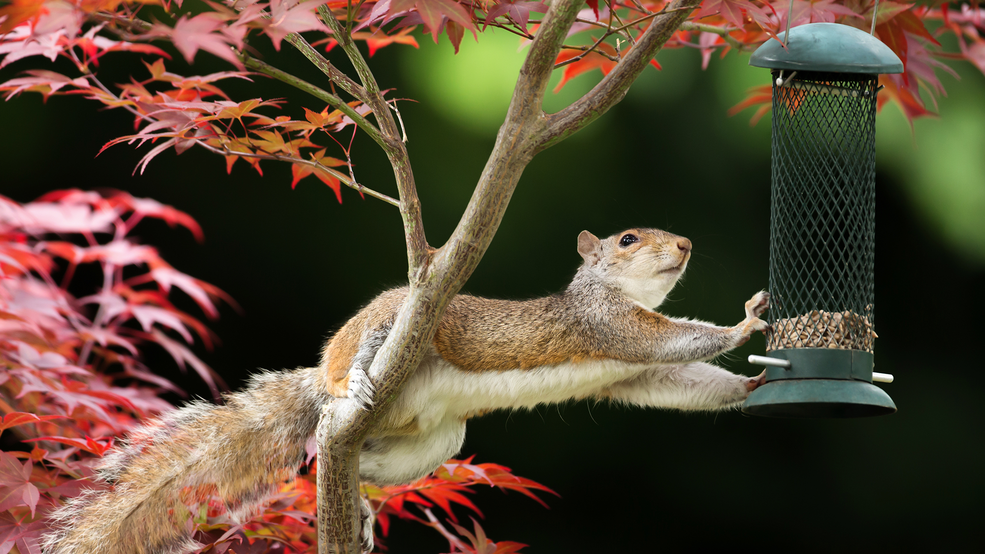 Squirrel on bird feeder
