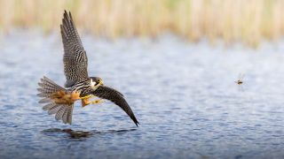 A falcon with yellow talons swoops low over water, focused on a dragonfly hovering nearby