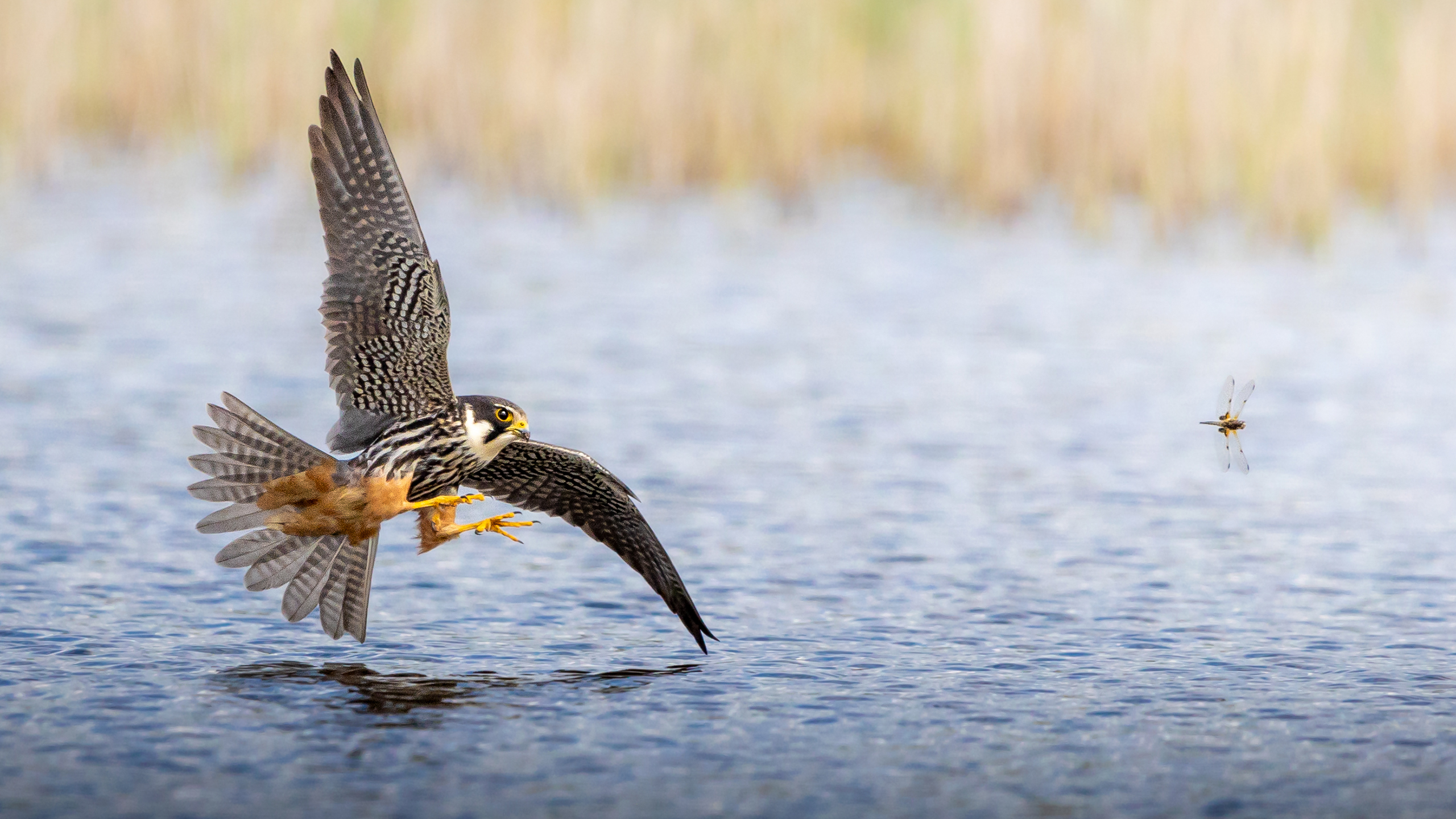 A falcon with yellow talons swoops low over water, focused on a dragonfly hovering nearby