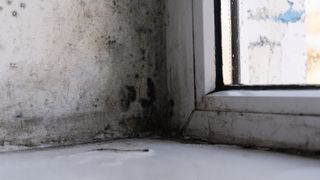 Black mold on a wall near a window