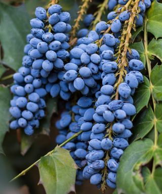 mahonia Oregon Grape fruiting in border display