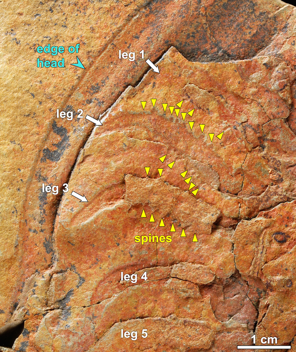This detailed fossil of Megistaspis shows that the trilobite had short and strong spines on some of its legs (yellow arrowheads) and smooth legs on its thorax (legs 4 and 5).