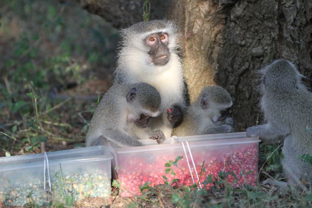 vervet monkeys