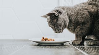 Cat eating food out of a bowl