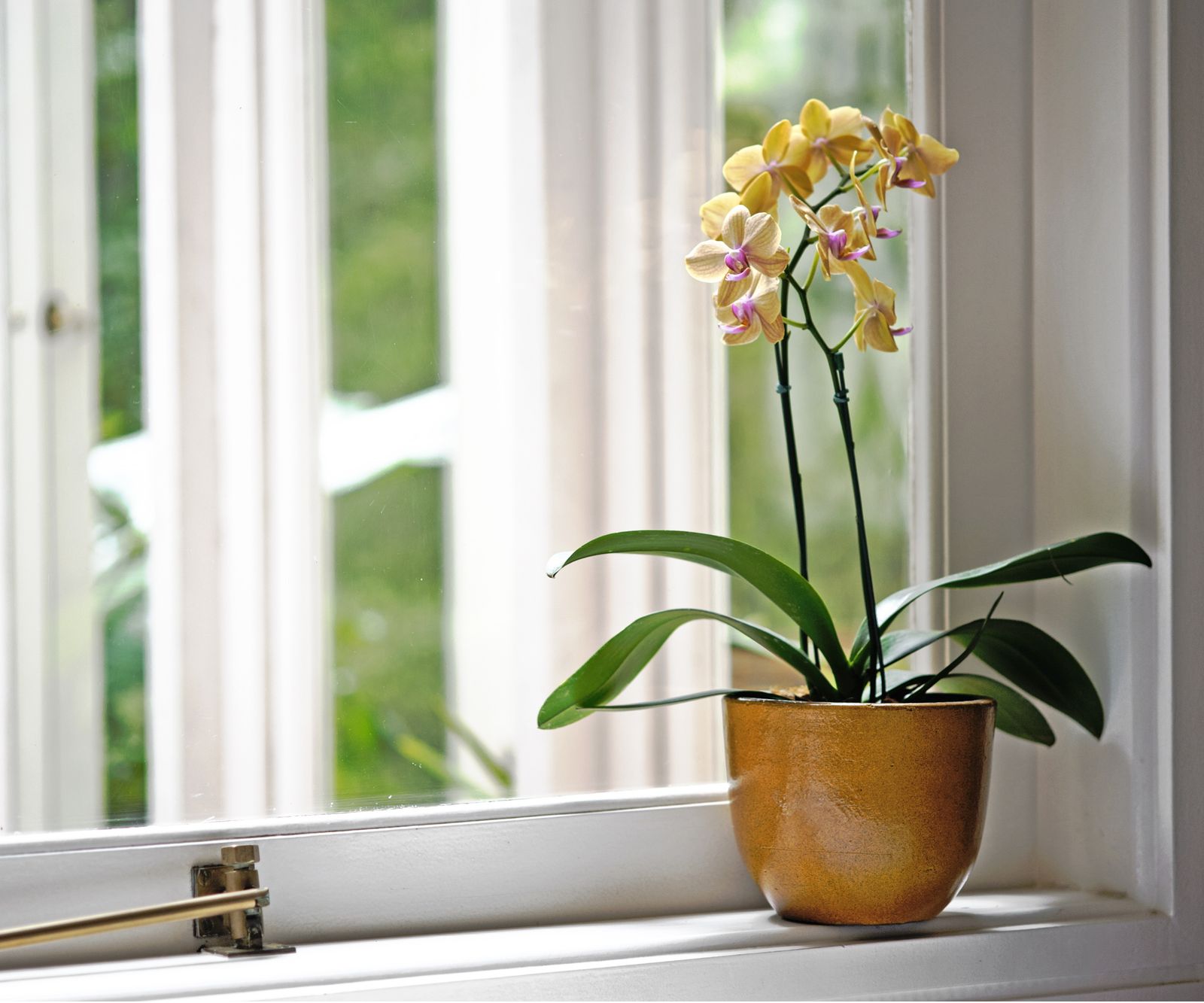 How to bring an orchid back to life after years of no blooms