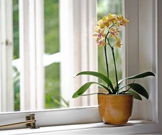Yellow moth orchid on windowsill