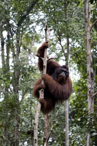 Bornean orangutan.