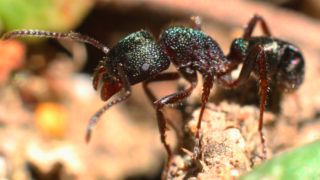 Also known as the Green Head ant