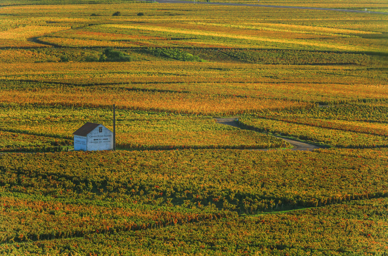 The vineyards near Chambolle Musigny