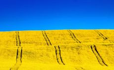 UKRAINE FLAG FIELD