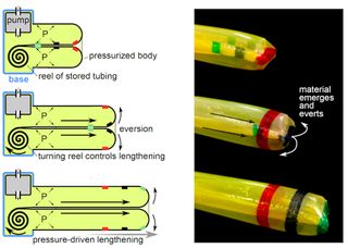 A vine-inspired robot can grow by unfurling from the inside. The robot can reverse its growth as well, by decreasing air pressure inside it.